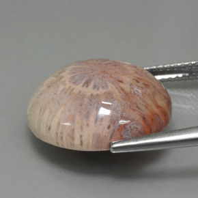 Fossil Coral Gemstone in 16.9 mm Size for Sale, Fossil Coral Stone in Multicolor Color