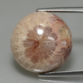 13.91 ct Multicolor Fossil Coral Gemstone, Fossil Coral Gem in Round Cabochon Shape for Sale.