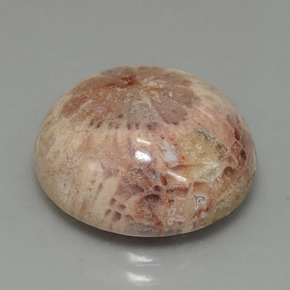 13.91 ct Multicolor Fossil Coral Stone, Natural Fossil Coral in Round Cabochon Shape for Sale