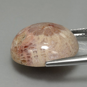 Fossil Coral Gemstone in 16.7 mm Size for Sale, Fossil Coral Stone in Multicolor Color