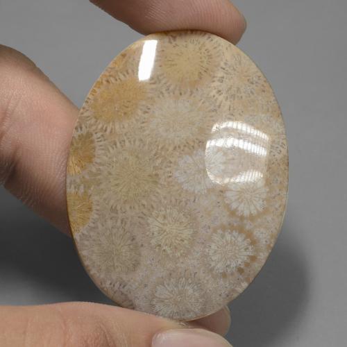 Mehrfarbig Korallen-Fossil Edelstein - 95.7ct Oval Cabochon (ID: 431018)