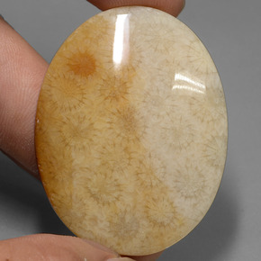 Многоцветный Ископаемый Коралл Камень - 85.7ct Овал Кабошон (ID: 431032)