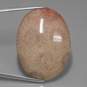 56.57 ct Multicolor Fossil Coral Gemstone, Fossil Coral Gem in Oval Cabochon Shape for Sale.