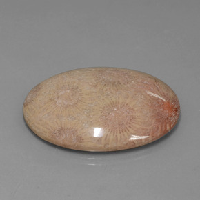 56.57 ct Multicolor Fossil Coral Stone, Natural Fossil Coral in Oval Cabochon Shape for Sale