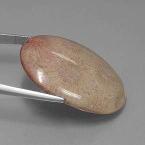 Fossil Coral Gemstone in 38.8 x 28.8 mm Size for Sale, Fossil Coral Stone in Multicolor Color