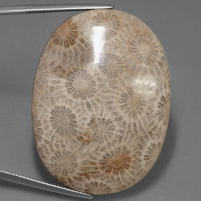 49.51 ct Multicolor Fossil Coral Gemstone, Fossil Coral Gem in Oval Cabochon Shape for Sale.
