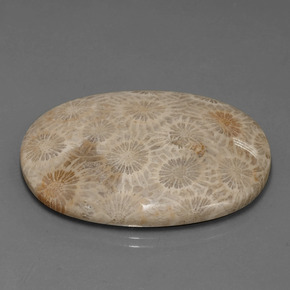 49.51 ct Multicolor Fossil Coral Stone, Natural Fossil Coral in Oval Cabochon Shape for Sale