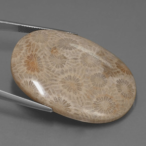 Fossil Coral Gemstone in 42.6 x 31.9 mm Size for Sale, Fossil Coral Stone in Multicolor Color