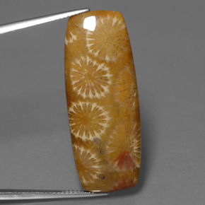 25.14 ct Multicolor Fossil Coral Gemstone, Fossil Coral Gem in Cushion Cabochon Shape for Sale.