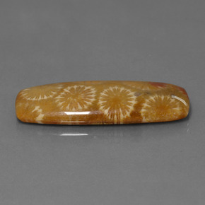 25.14 ct Multicolor Fossil Coral Stone, Natural Fossil Coral in Cushion Cabochon Shape for Sale