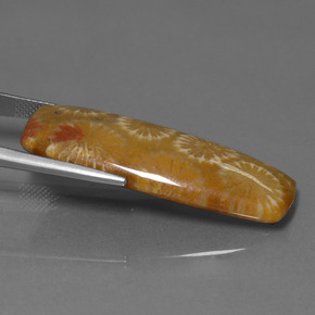 Fossil Coral Gemstone in 37.8 x 14.8 mm Size for Sale, Fossil Coral Stone in Multicolor Color