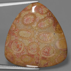 28.95 ct Multicolor Fossil Coral Gemstone, Fossil Coral Gem in Trillion Cabochon Shape for Sale.