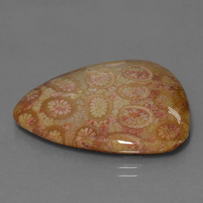 28.95 ct Multicolor Fossil Coral Stone, Natural Fossil Coral in Trillion Cabochon Shape for Sale