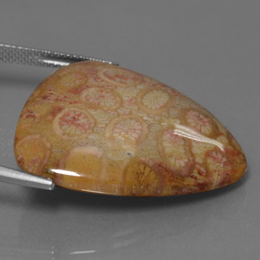 Fossil Coral Gemstone in 28.6 x 27.4 mm Size for Sale, Fossil Coral Stone in Multicolor Color