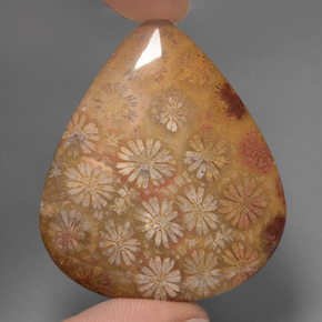 53.96 ct Multicolor Fossil Coral Gemstone, Fossil Coral Gem in Pear Cabochon Shape for Sale.