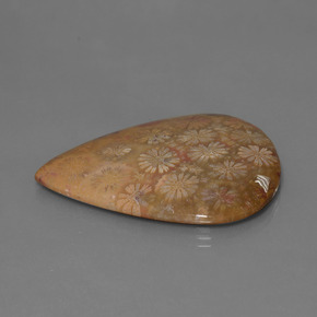 53.96 ct Multicolor Fossil Coral Stone, Natural Fossil Coral in Pear Cabochon Shape for Sale