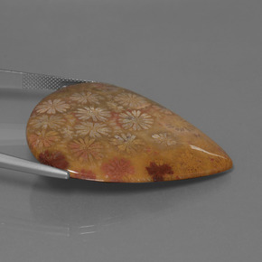 Fossil Coral Gemstone in 43.1 x 37 mm Size for Sale, Fossil Coral Stone in Multicolor Color