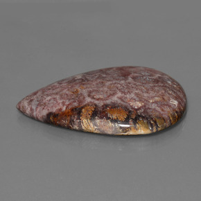 65.56 ct Multicolor Fossil Coral Stone, Natural Fossil Coral in Pear Cabochon Shape for Sale