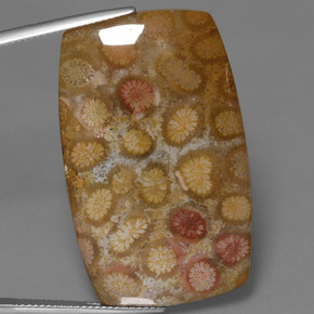 45.68 ct Multicolor Fossil Coral Gemstone, Fossil Coral Gem in Cushion Cabochon Shape for Sale.