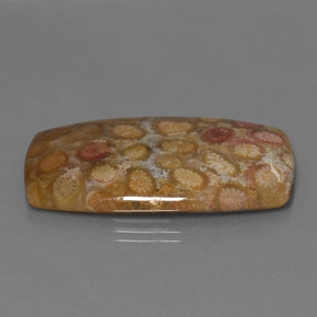 45.68 ct Multicolor Fossil Coral Stone, Natural Fossil Coral in Cushion Cabochon Shape for Sale