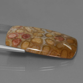 Fossil Coral Gemstone in 39.2 x 24 mm Size for Sale, Fossil Coral Stone in Multicolor Color