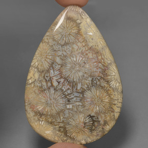 70.58 ct Multicolor Fossil Coral Gemstone, Fossil Coral Gem in Pear Cabochon Shape for Sale.
