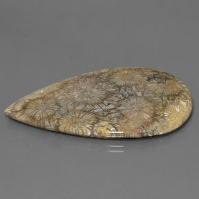 70.58 ct Multicolor Fossil Coral Stone, Natural Fossil Coral in Pear Cabochon Shape for Sale