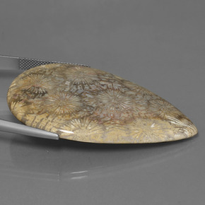 Fossil Coral Gemstone in 52.2 x 36.7 mm Size for Sale, Fossil Coral Stone in Multicolor Color