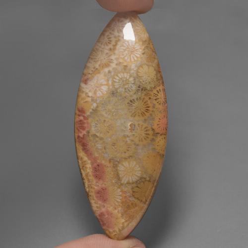Multicolor Fossil Coral Gem - 59.7ct Marquise Cabochon (ID: 447467)