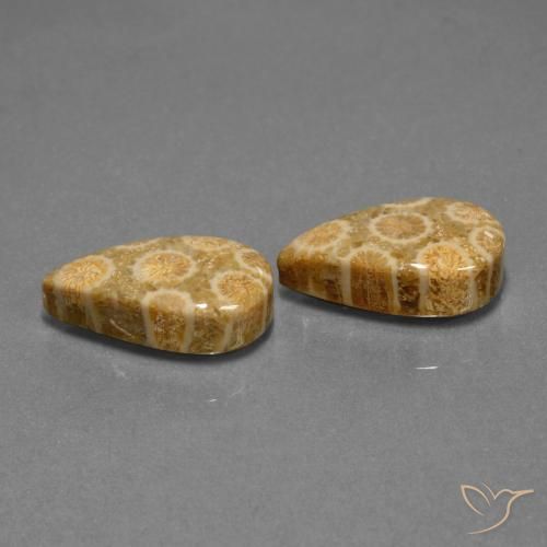 19.84 ctw Multicolor Fossil Coral Stones, Natural Fossil Coral in Pear Cabochon Shape for Sale