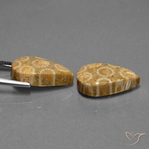 Fossil Coral Gemstones in 19.2 x 10.8 mm Size for Sale, Fossil Coral Stones in Multicolor Color