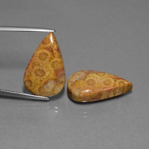 Multicolor Fossil Coral Gem - 12.3ct Pear Cabochon (ID: 450007)