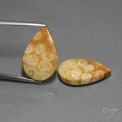 23.88 ct Pear Fossil Coral, 22.4 x 15 mm From Indonesia, Photo A