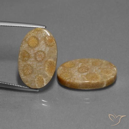 قطعتان من مرجان حجرى بيضوي المتطابق بحجم ٢٠.٦ x ١٢.٩ مم، الوزن الإجمالي ٢٣.٠١ قيراط / المتوسط. ١١.٥١ قيراط لكل منها، اللون: متعدد الألوان ، النقاء: غير شفاف ، حجر كريم طبيعي، صلابة موس ٦.٥ - ٧ مناسب للمجوهرات التي ترتدى يوميًا, Photo A