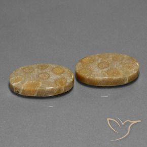 23.01 ctw Multicolor Fossil Coral Stones, Natural Fossil Coral in Oval Cabochon Shape for Sale