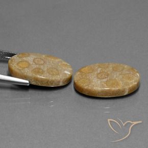 Fossil Coral Gemstones in 20.6 x 12.9 mm Size for Sale, Fossil Coral Stones in Multicolor Color