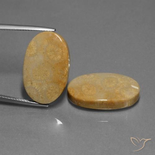 Par de Coral Fósil Ovalada a juego de 22,6 x 14mm - Peso 32,11 ct en total / promedio. 16,06 ct cada uno, color Multicolor en claridad Opaco, piedra preciosa natural No tratado, dureza de Mohs 6.5 - 7 Adecuado para joyas de uso diario, Photo A