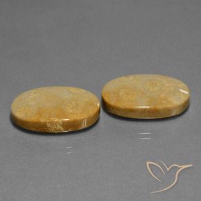 32.11 ctw Multicolor Fossil Coral Stones, Natural Fossil Coral in Oval Cabochon Shape for Sale