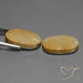 Fossil Coral Gemstones in 22.6 x 14 mm Size for Sale, Fossil Coral Stones in Multicolor Color