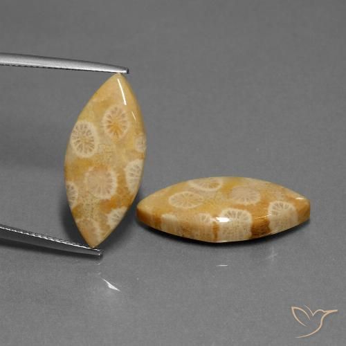 20.04 ct Marquise Fossil Coral, 24.4 x 11 mm From Indonesia, Photo A