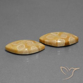 20.04 ctw Multicolor Fossil Coral Stones, Natural Fossil Coral in Marquise Cabochon Shape for Sale