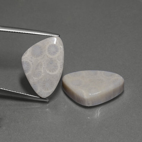 29.42 ct Multicolor Fossil Coral Gemstone, Fossil Coral Gem in Trillion Cabochon Shape for Sale.