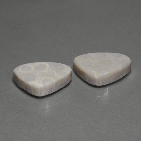 29.42 ct Multicolor Fossil Coral Stone, Natural Fossil Coral in Trillion Cabochon Shape for Sale