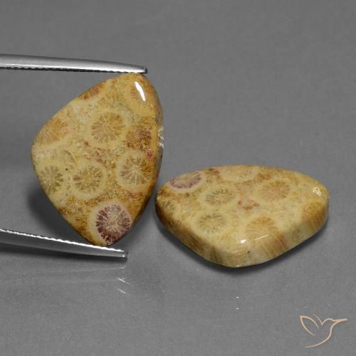 28.33 ct Trillion Fossil Coral, 21.5 x 15.7 mm From Indonesia, Photo A