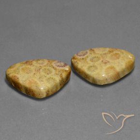 28.33 ctw Multicolor Fossil Coral Stones, Natural Fossil Coral in Trillion Cabochon Shape for Sale