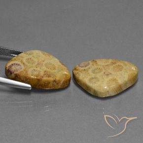 Fossil Coral Gemstones in 21.5 x 15.7 mm Size for Sale, Fossil Coral Stones in Multicolor Color