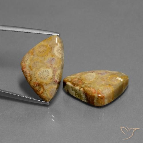 28.03 ct Trillion Fossil Coral, 22.2 x 13.9 mm From Indonesia, Photo A
