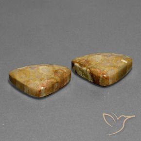 28.03 ctw Multicolor Fossil Coral Stones, Natural Fossil Coral in Trillion Cabochon Shape for Sale
