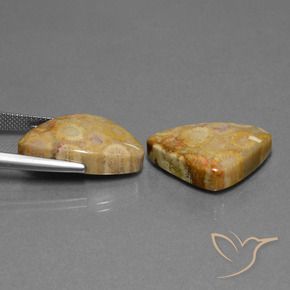 Fossil Coral Gemstones in 22.2 x 13.9 mm Size for Sale, Fossil Coral Stones in Multicolor Color