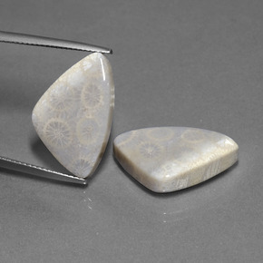 21.39 ctw Multicolor Fossil Coral Gemstones, Fossil Coral Gems in Trillion Cabochon Shape for Sale.